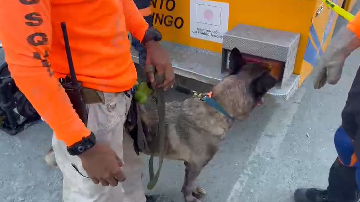 Unidades caninas refuerzan búsqueda del chofer de accidente en Haina