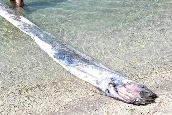En Montecristi se reparten y cocinan pez remo gigante encontrado en playa Los Coquitos