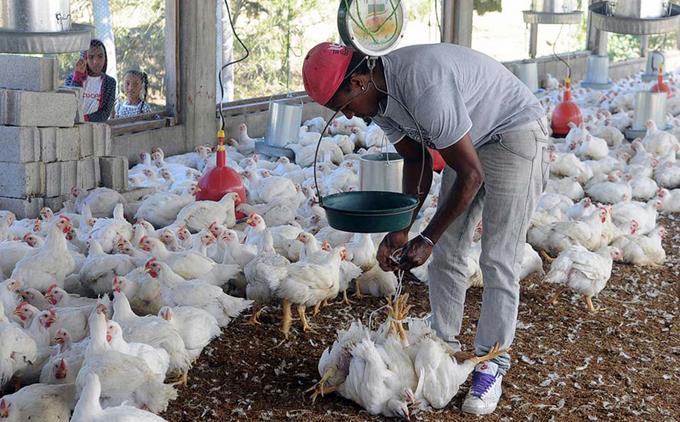 Asociación de Avicultura en desacuerdo con proyecto de ley de tasa cero aprobado por diputados