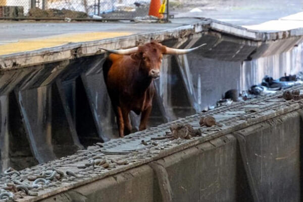 Momento exacto en el que el toro interrumpe el tráfico en Newark principal ciudad de Nueva Jersey. (Foto: Fuente externa) 