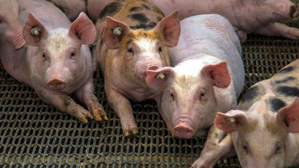 Denuncian escasez de cerdos criollos.(CDN digital).