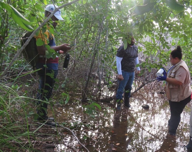 Biólogos y técnicos evalúan manglar afectado.(CND digital)