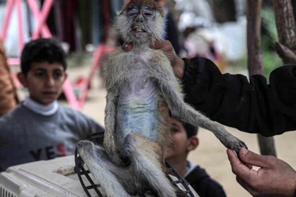 El zoológico de Rafah en Gaza se encuentra en una lucha por sobrevivir ante la crisis alimentaria. Foto: fuente externa.
