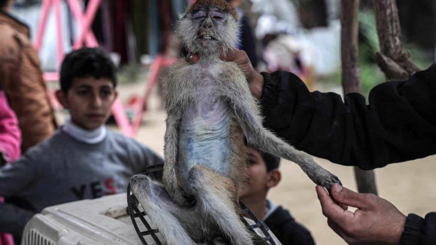 El zoológico de Rafah en Gaza se encuentra en una lucha por sobrevivir ante la crisis alimentaria. Foto: fuente externa.