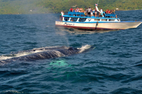Imagen de turista observando avistamiento de ballenas jorobadas.( Foto: Fuente externa).