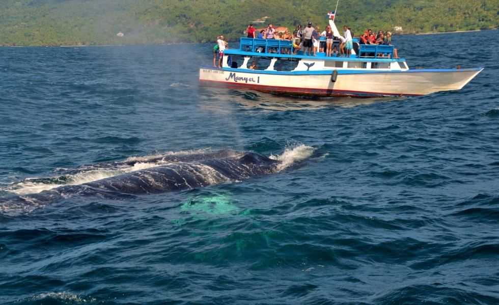 Imagen de turista observando avistamiento de ballenas jorobadas.( Foto: Fuente externa).