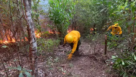Bomberos forestales sofocando el incendio  en Loma Novillero (Foto: Fuente Externa)