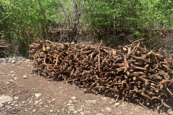 Autoridades incautan troncos del árbol de guaconejo.(Foto: Fuente externa).