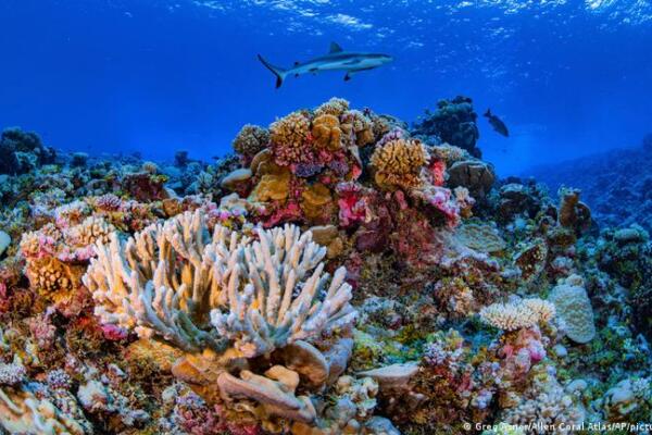 Un equipo dirigido por expertos marinos en Australia ha creado nuevos mapas de los arrecifes de coral de todo el mundo. Foto: Fuente Externa