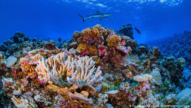 Un equipo dirigido por expertos marinos en Australia ha creado nuevos mapas de los arrecifes de coral de todo el mundo. Foto: Fuente Externa