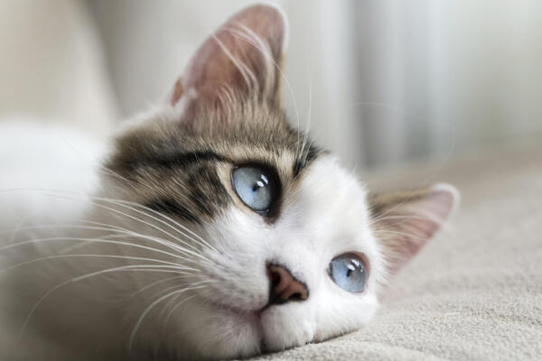 Día internacional del gato: Conozca su origen (Foto: fuente externa)