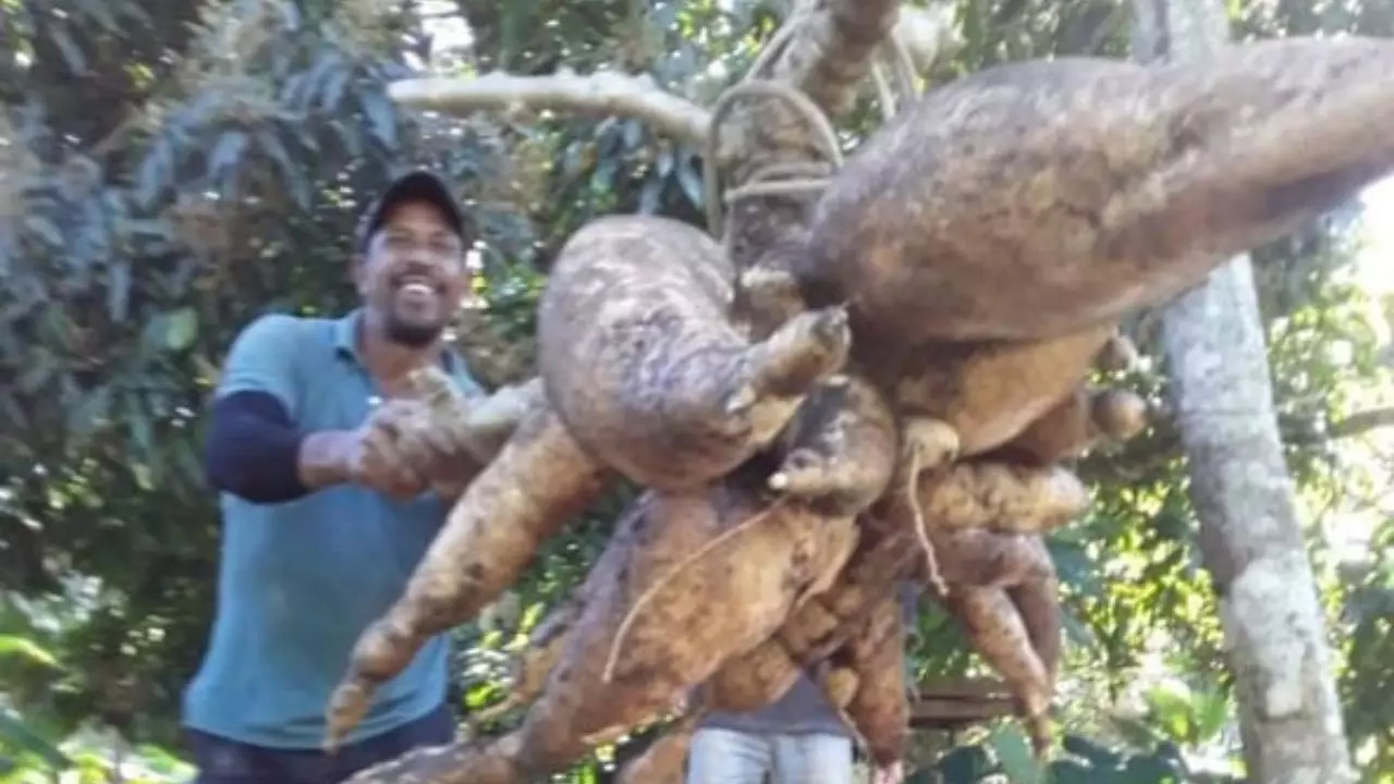 Una yuca gigante causa asombro en San José de las Matas