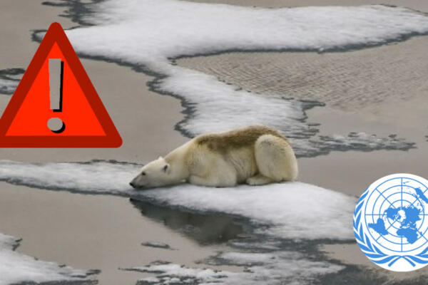 Un oso polar sufriendo consecuencias del calentamiento global. Foto: CDN digital. 