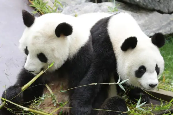 Una pareja de osos panda en una foto de archivo. EFE/Zipi