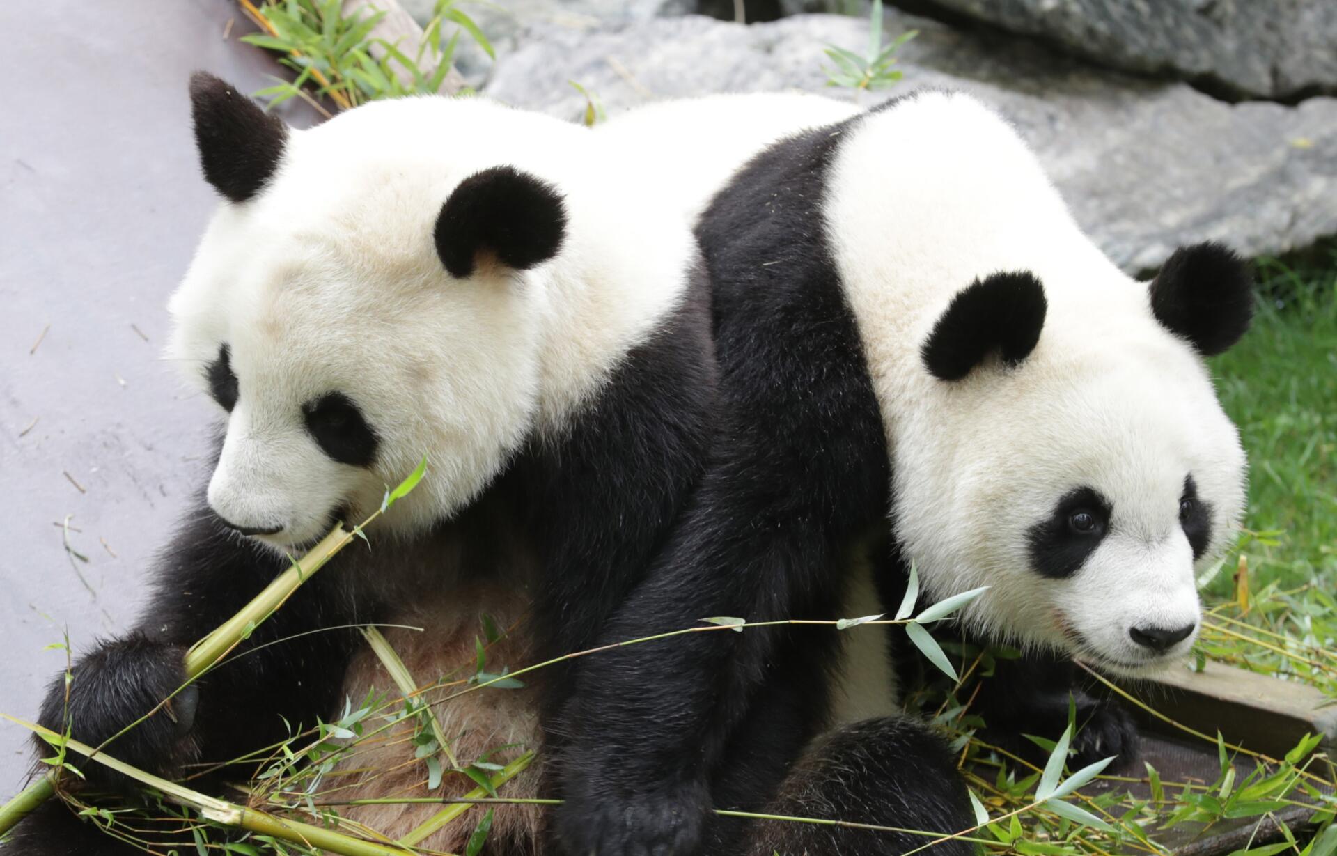 Un acuerdo inicia el proceso para que China envíe pareja de pandas a zoo de San Francisco