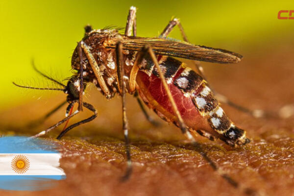 Argentina atraviesa el peor brote de dengue de su historia. Foto: CDN Digital