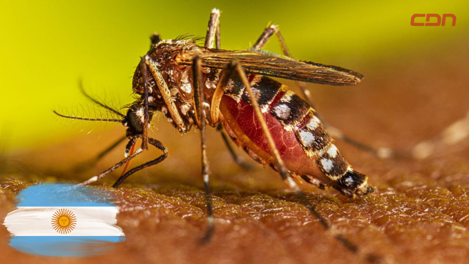Argentina atraviesa el peor brote de dengue de su historia. Foto: CDN Digital