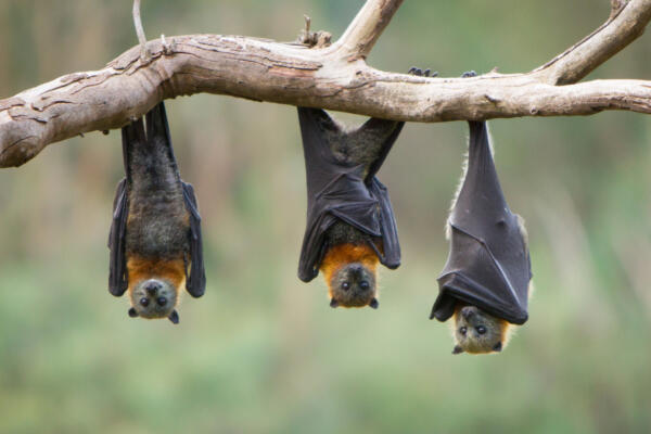 Día internacional de la Apreciación de los Murciélagos 