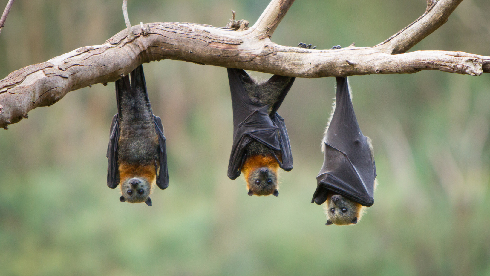 Día internacional de la Apreciación de los Murciélagos