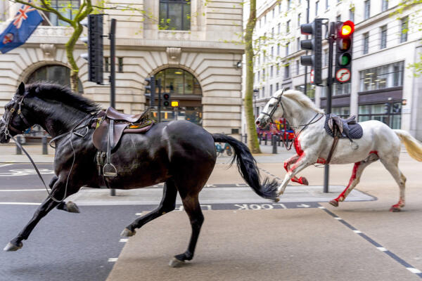 Dos caballos sueltos de la Guardia Real británica cerca de la parada del subterráneo Aldwych, Londres. Foto: .Jordan Pettitt 