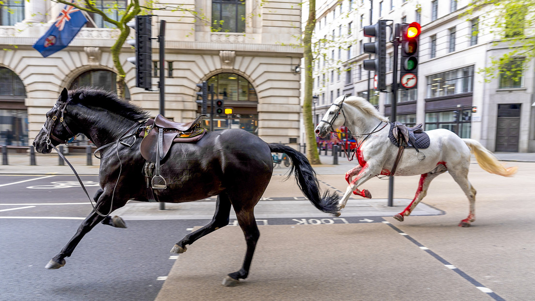 Caos en Londres tras escaparse 5 caballos de la Guardia Real
