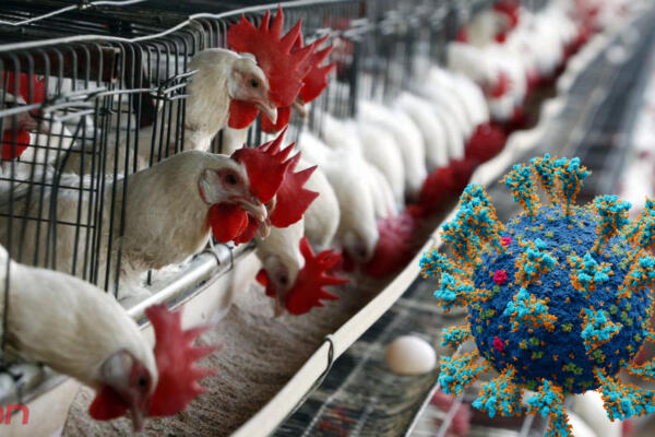 Gripe aviar puede llegar a ser '100 veces peor' que el covid-19. Foto: CDN Digital