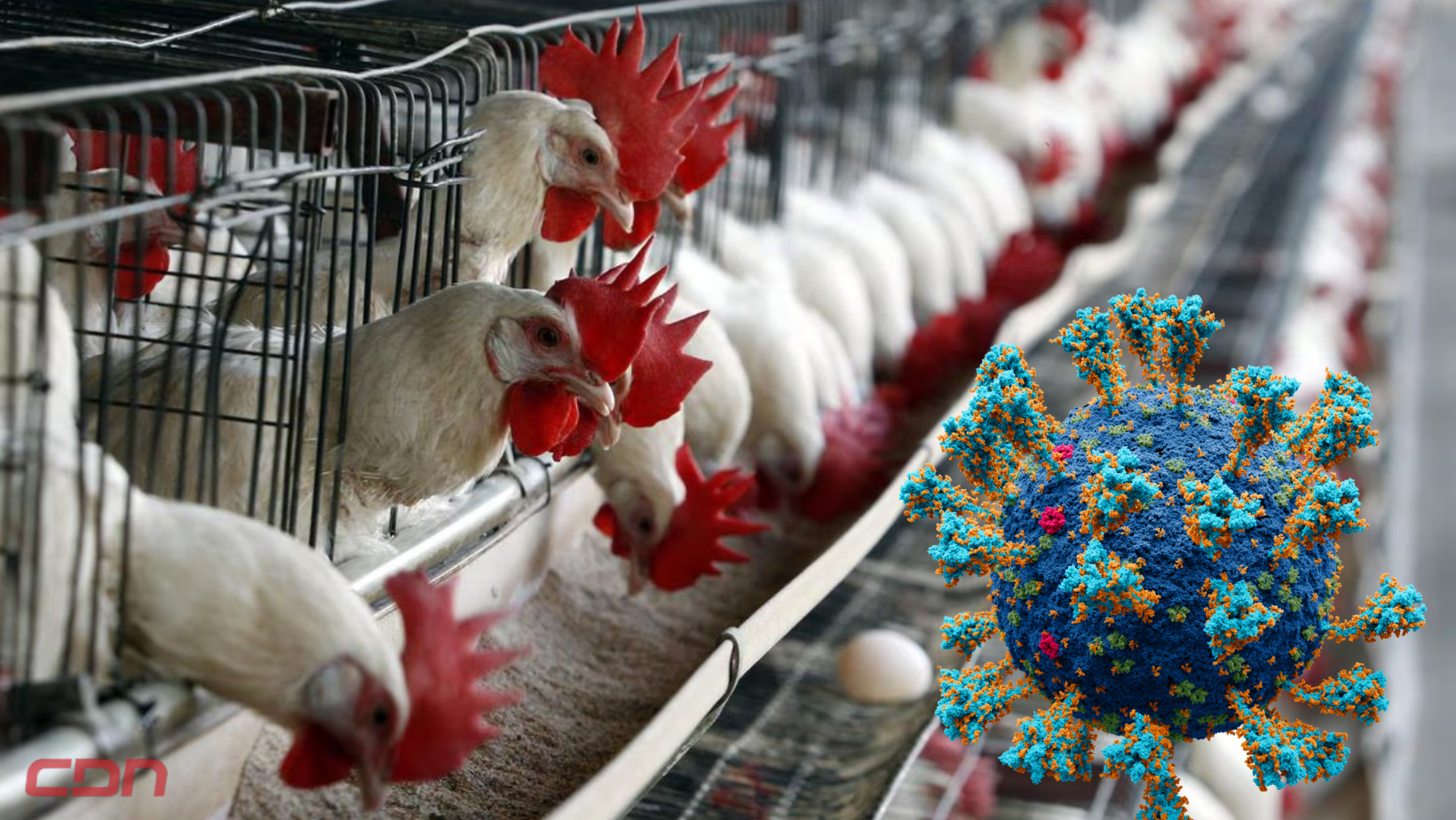 Gripe aviar puede llegar a ser '100 veces peor' que el covid-19. Foto: CDN Digital