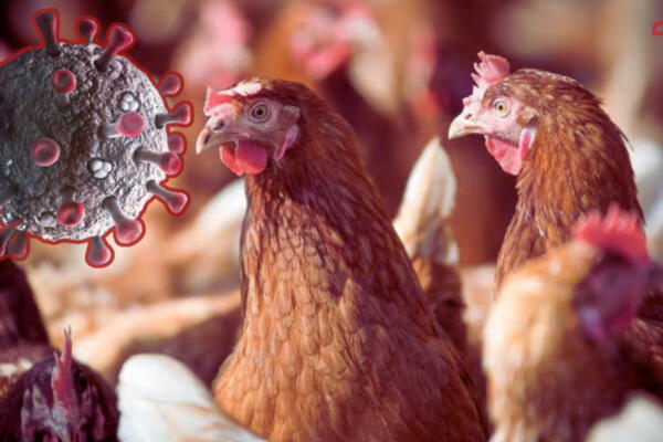 El virus H5N1 de la gripe aviar. Foto: CDN Digital 