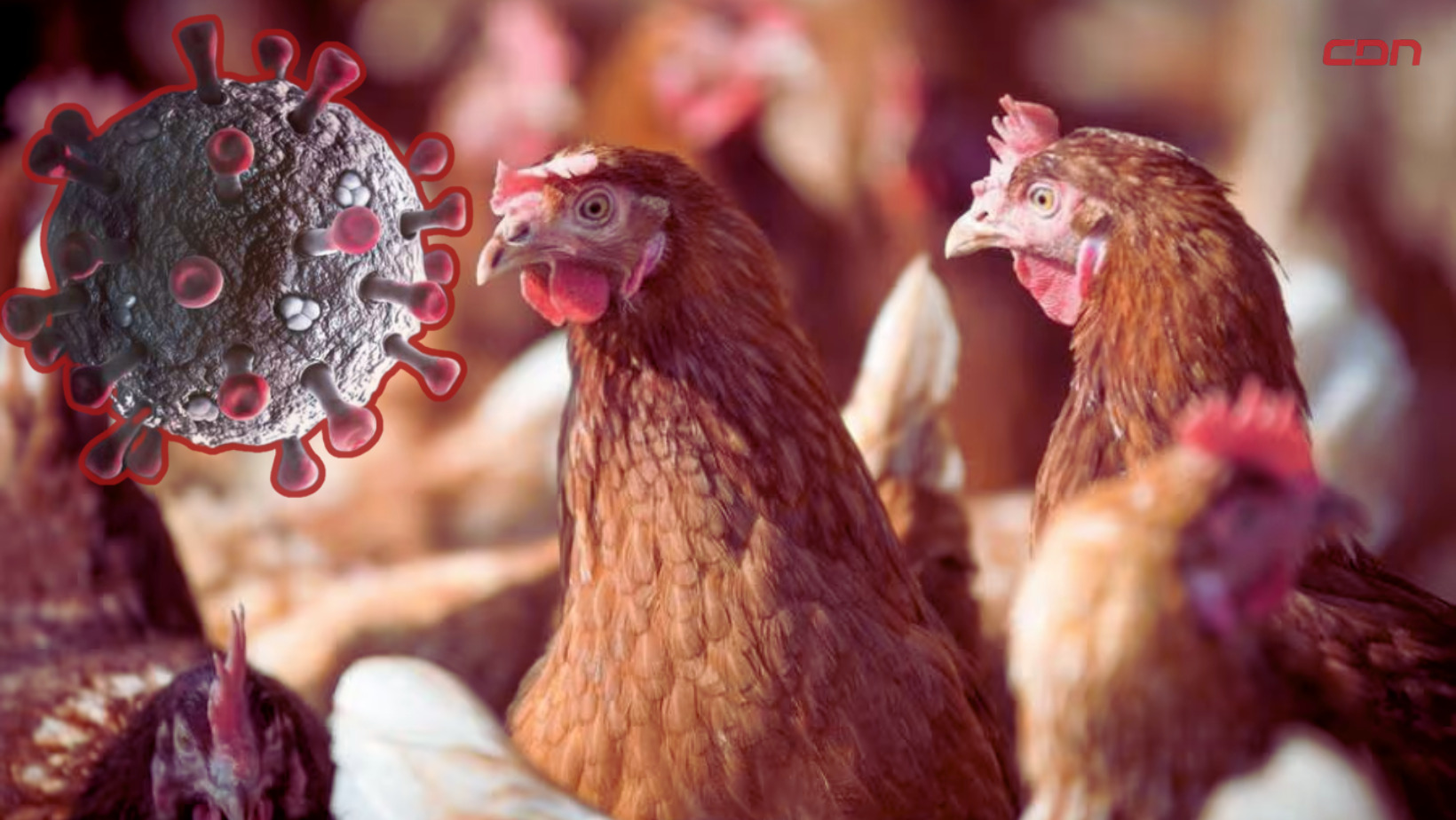 El virus H5N1 de la gripe aviar. Foto: CDN Digital