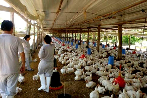 La OMS recomienda protección reforzada a trabajadores de granjas donde hay gripe aviar. (Foto: fuente externa)