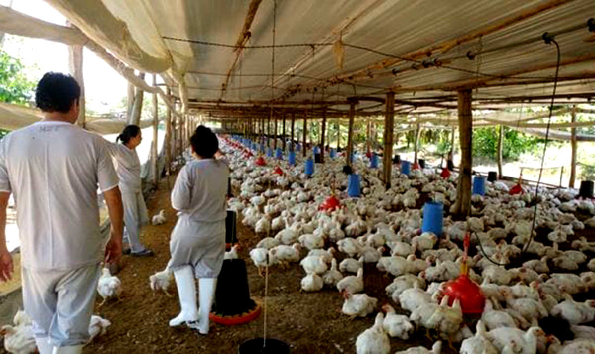 La OMS recomienda protección reforzada a trabajadores de granjas donde hay gripe aviar