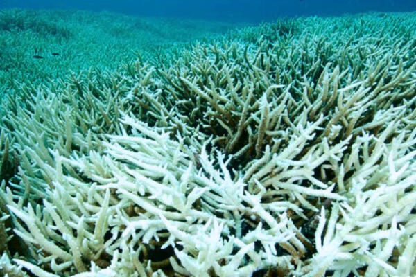 Según NOAA, los Océanos del mundo están sufriendo un blanqueo masivo de los corales