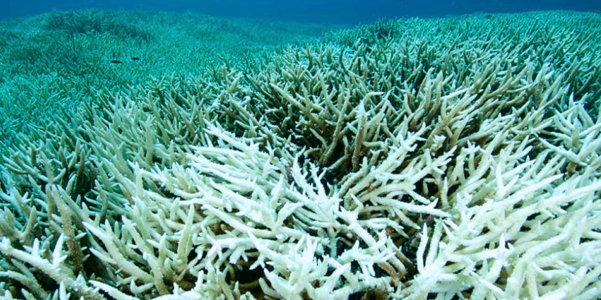 Según NOAA, los Océanos del mundo están sufriendo un blanqueo masivo de los corales