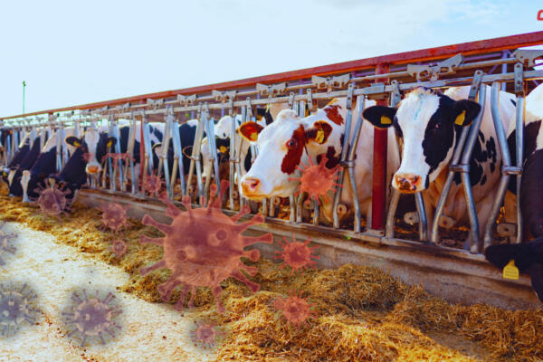 Imagen de vacas lecheras y el virus H5N1 de la gripe aviar. Foto: CDN Digital