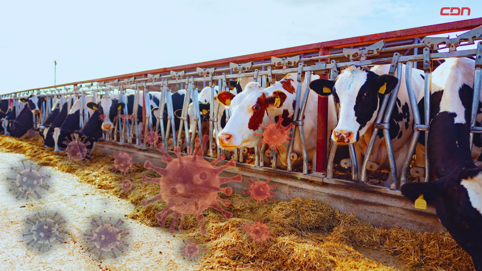 Imagen de vacas lecheras y el virus H5N1 de la gripe aviar. Foto: CDN Digital