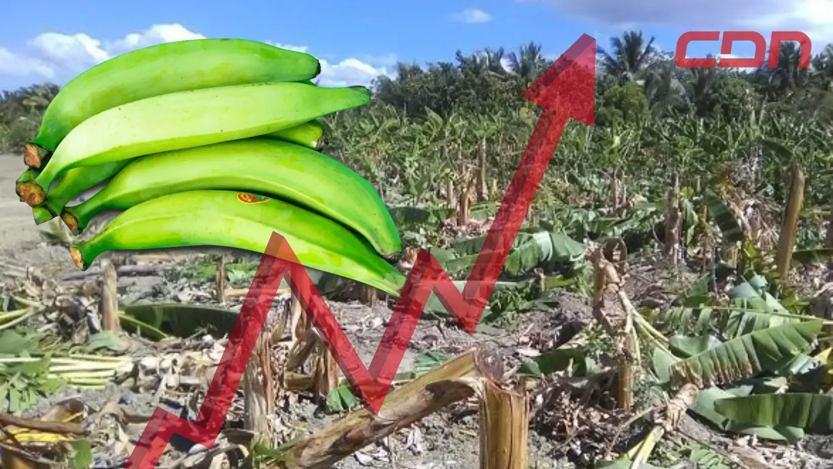 Se indicó que Inespre adquirió 14 millones de plátanos a productores afectados por ventarrón. Foto CDN Digital