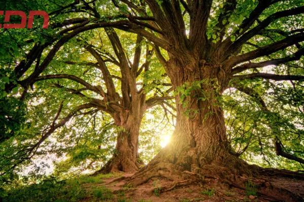 Hoy es Día Mundial del árbol. (foto, fuente externa)