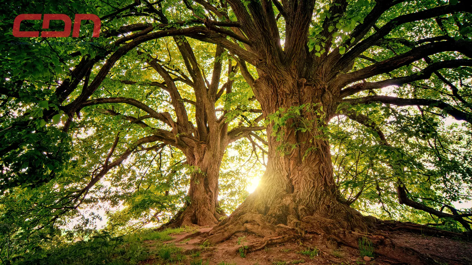 Hoy es Día Mundial del árbol. (foto, fuente externa)