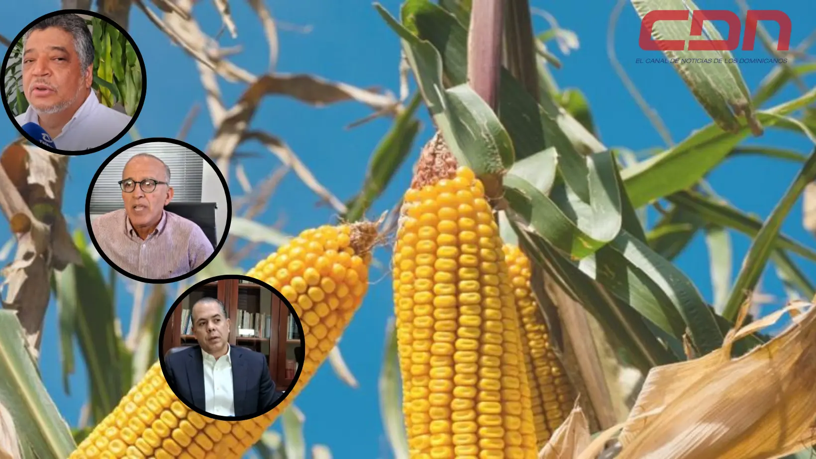 Los diversos sectores consideran que se debe incentivar la producción del maíz. Foto CDN Digital