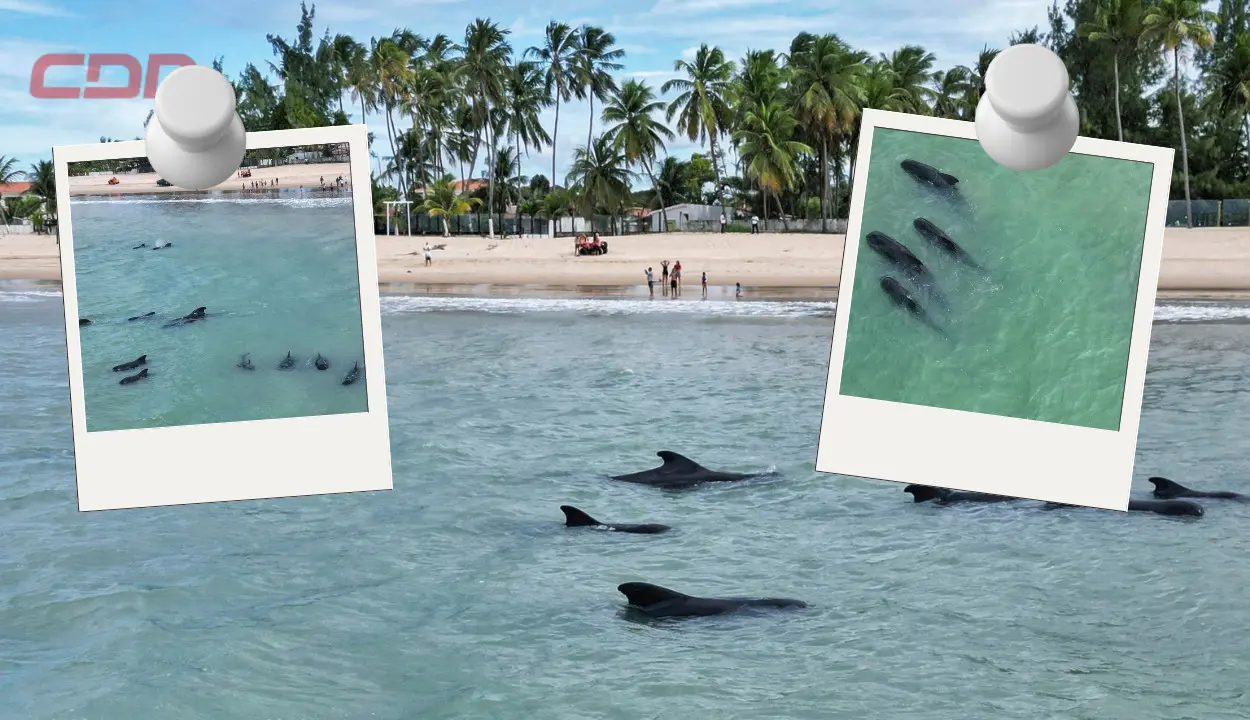Veinte ballenas piloto aparecieron varadas en una playa en Brasil