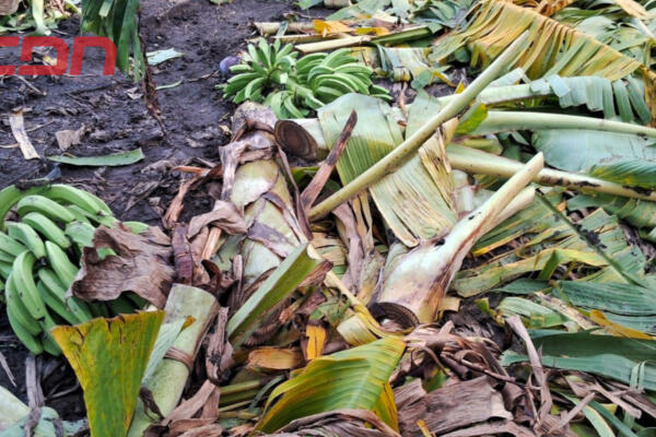 Agricultura auxilia productores de plátanos afectados por los fenómenos atmosféricos. (foto, fuente externa)