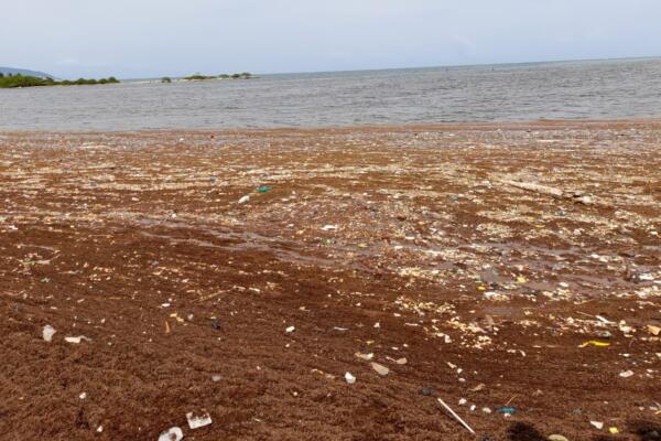 Denuncian algas marinas inundan playa en Barahona. (Foto: fuente externa)