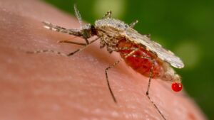 Salud dice malaria y dengue se mantienen controlados en  SDO