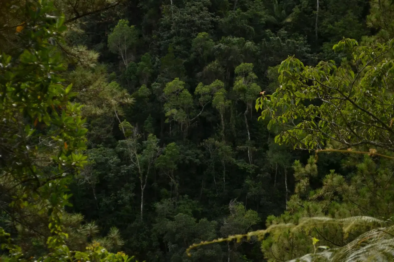 Por Qué Los Bosques Pueden Convertirse En Centros De Innovación