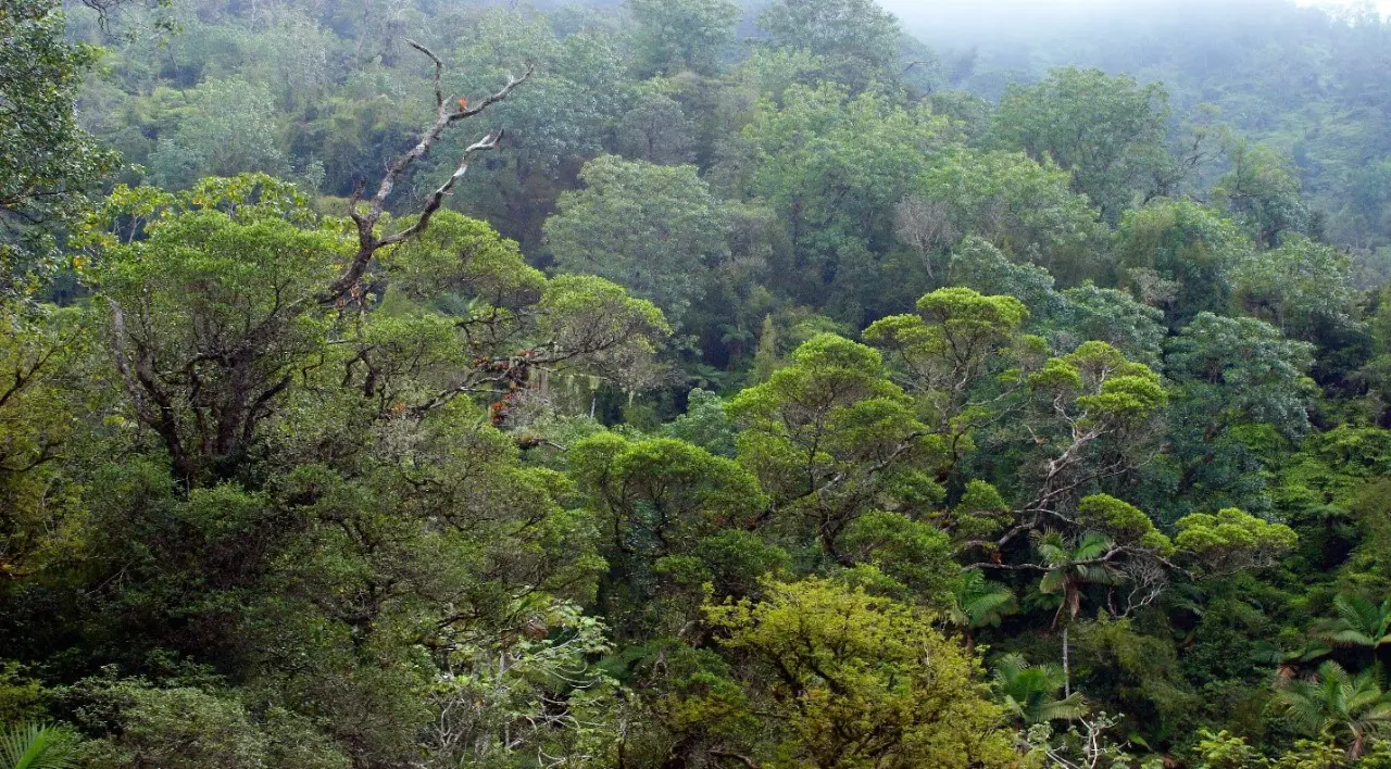 Hoy es el Día Internacional de los Bosques Tropicales