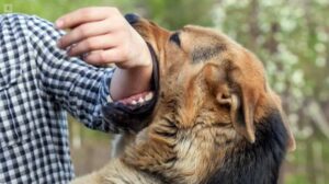 Veterinarios ratifican tres casos de rabia canina en Santiago