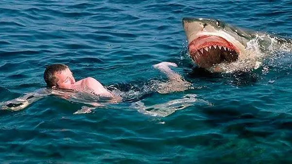Florida superó a todos los estados de USA y al resto del mundo en cantidad de ataques de tiburón ocurridos durante el 2021