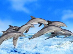 Día mundial de las Ballenas y los Delfines