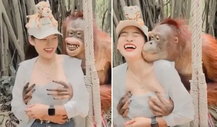 VIDEO: Orangután juguetón manoseó los senos de una mujer y le cae a besos