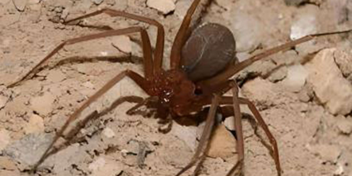 Piden investigar casos de picadura de araña marrón